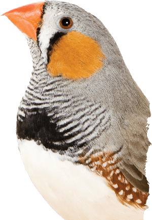 Zebra finch diet